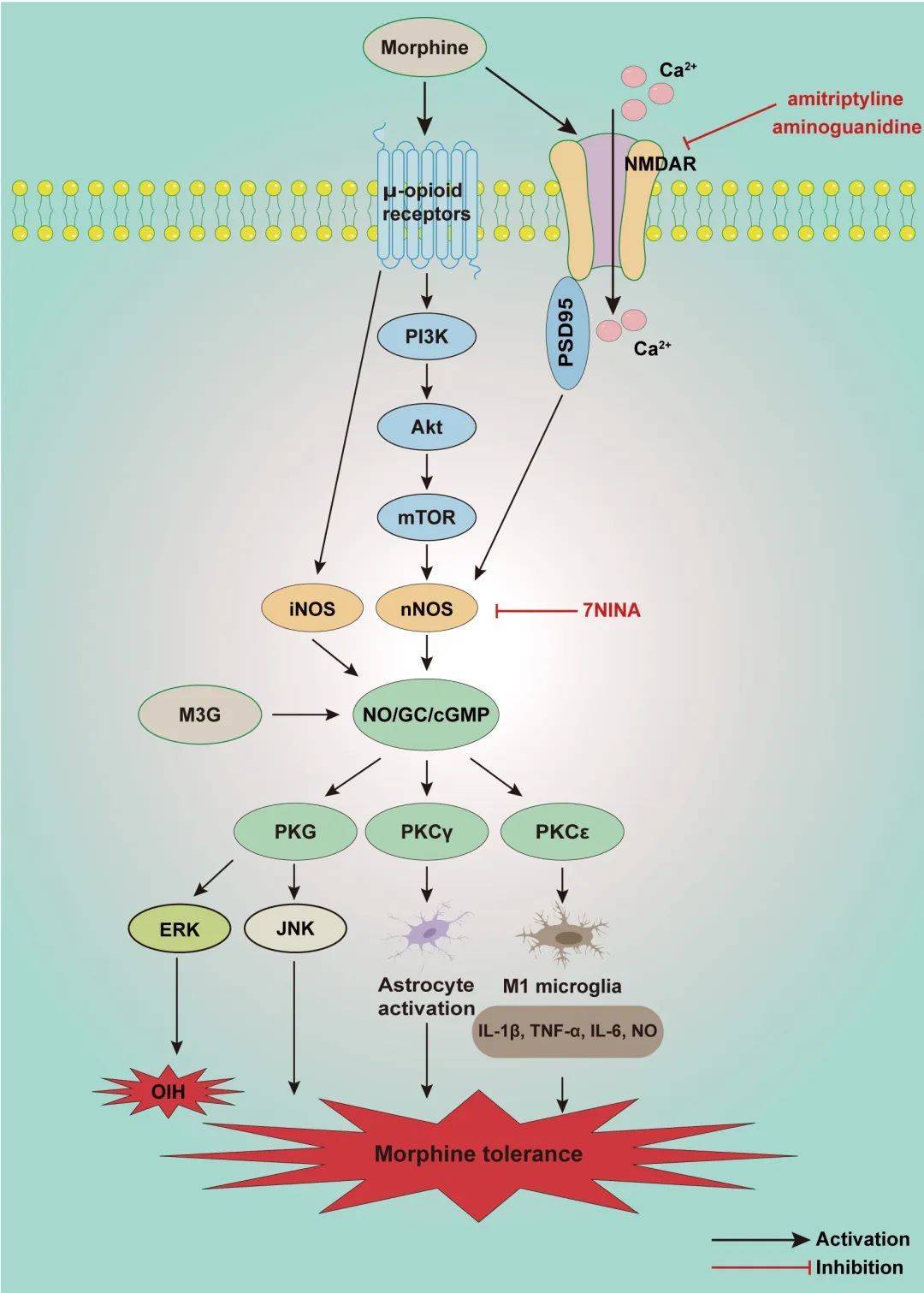 Nrr No Cgmp