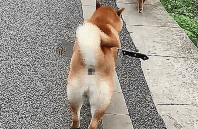 柴犬身上插着把刀流着血,路人想去救助,蹲下瞧了一眼却默默走了 柴犬身上插着把刀流着血,路人想去救助,蹲下瞧了一眼却默默走了