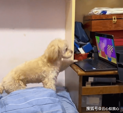 狗子看电视被喊睡觉，自己关电脑钻被窝，主人一度怀疑养个孩子