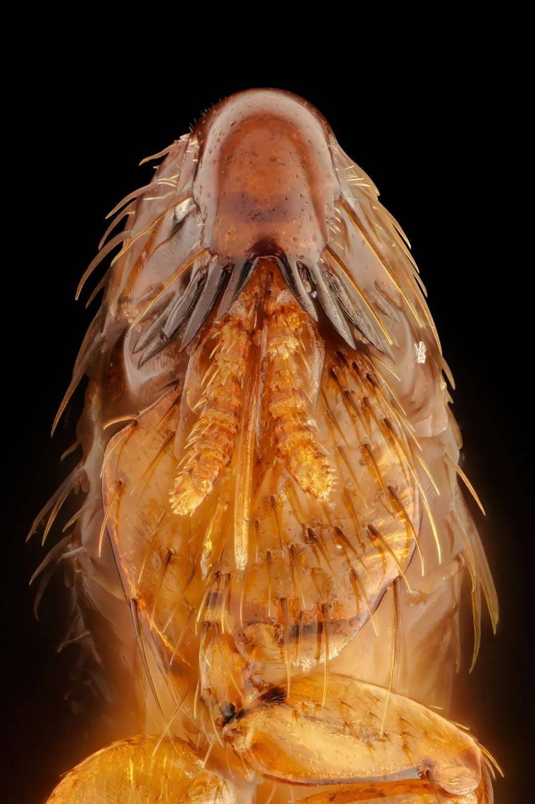 跳蚤的真面目_apo_口器_生活