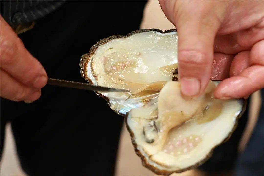 该基地养殖的品种为三角帆蚌采用鱼蚌混养的立体养殖模式投饵养鱼 以