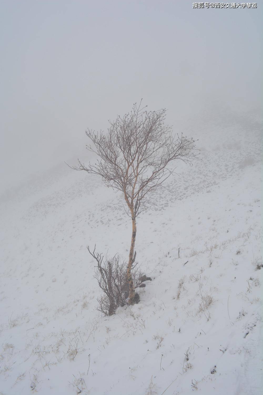 风雪孤单图片