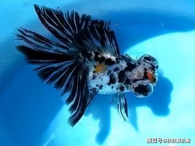 蝶尾金鱼的历史故事._尾巴_龙睛_这是因为