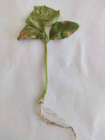 镰刀菌引起的植物病害图片