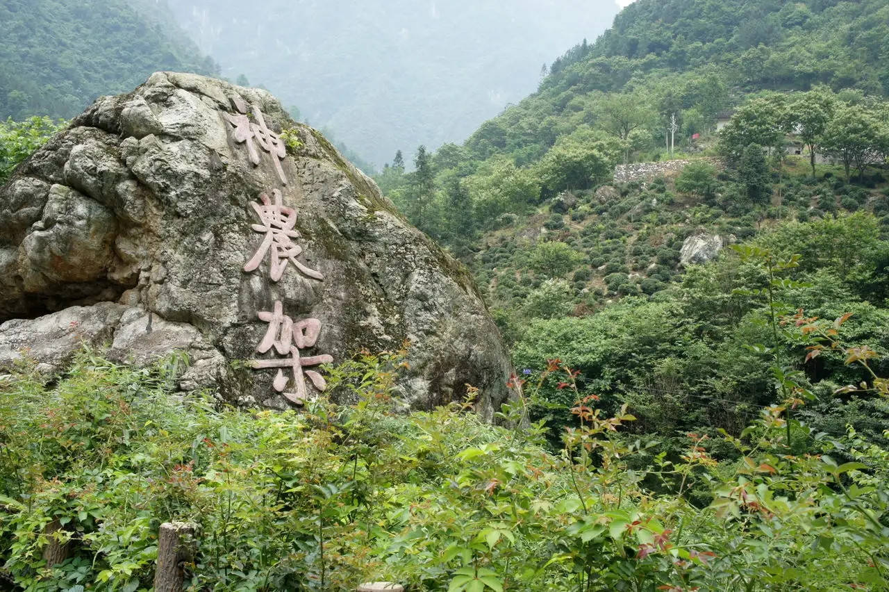 神農架驚現九頭鳥,長了九個腦袋,一農民自稱還見過五次,真的存在?