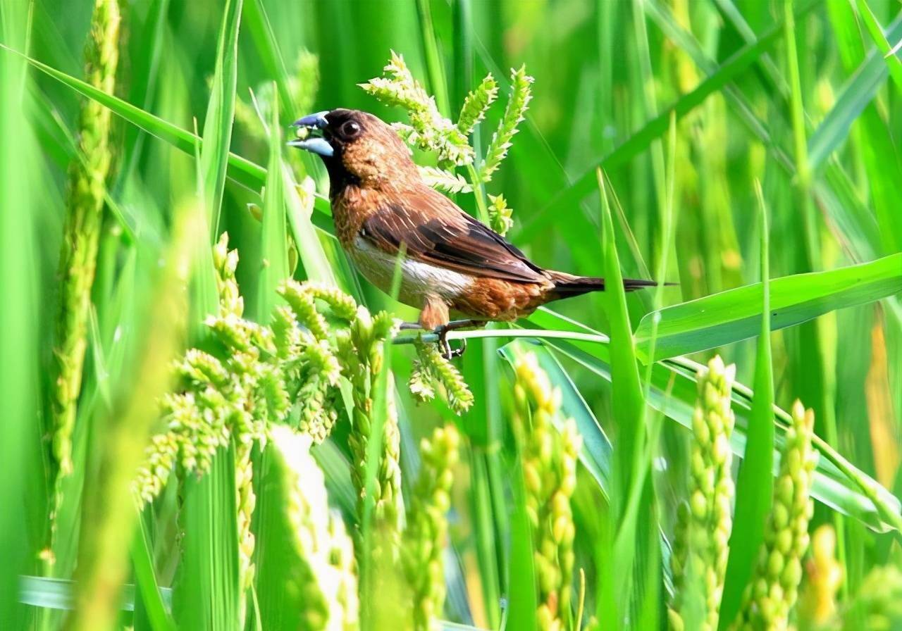 杭州有一奇特农田,造型像九宫八卦阵,小众景点少人知_农业_季节_太极