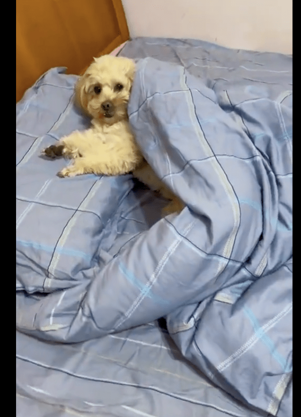 一只超自律的狗狗,到了睡觉时间自己关电视盖被子,确定不是人?