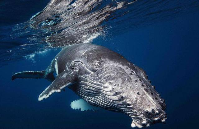 鲸鱼身上的寄生藤壶，到底有多可怕？看完鲸鱼和海龟的下场就懂了（为什么鲸鱼身上多有藤壶寄生?）