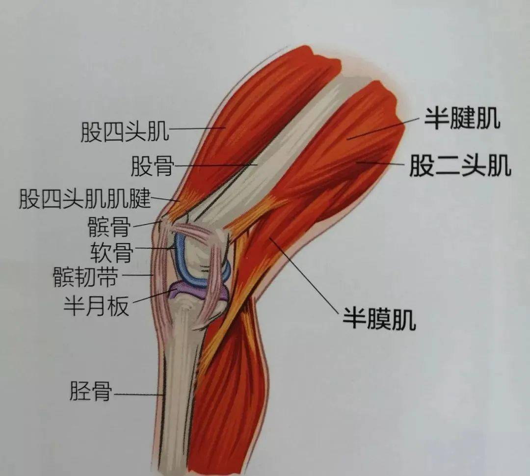 缝匠肌屈髋屈膝图片