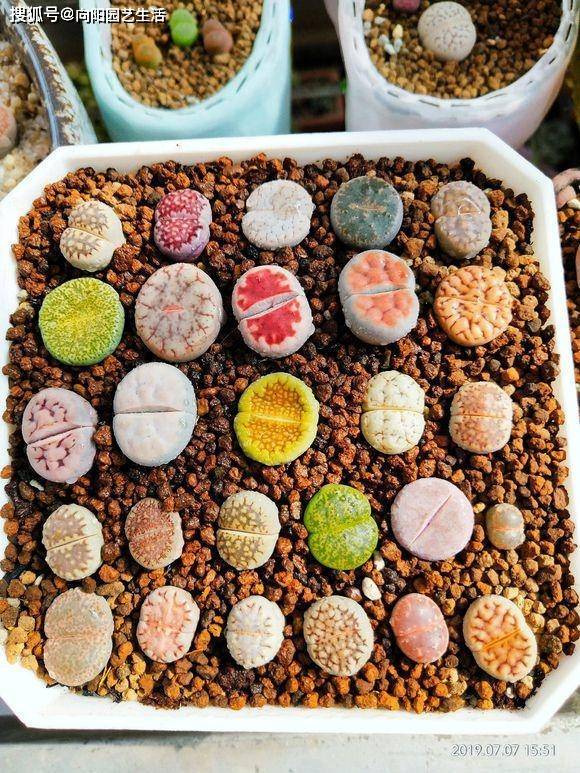 生石花秋天开花,用棉棒授粉,明年种荚成熟,自己就能播种_繁殖_进行