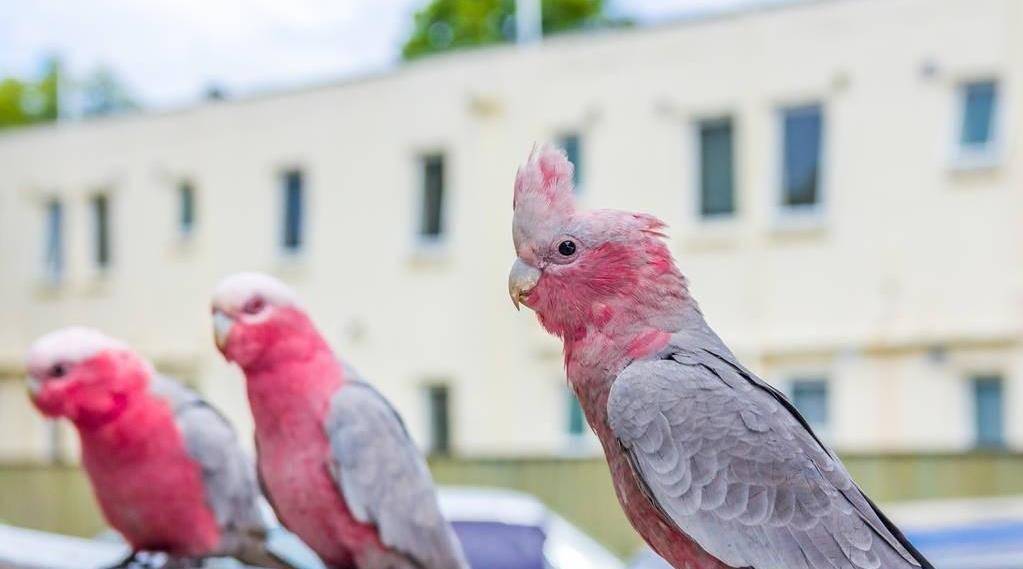 但是最近很多男性鸟友也找我打听粉红巴丹,这种中小鹦鹉的凤头鹦鹉