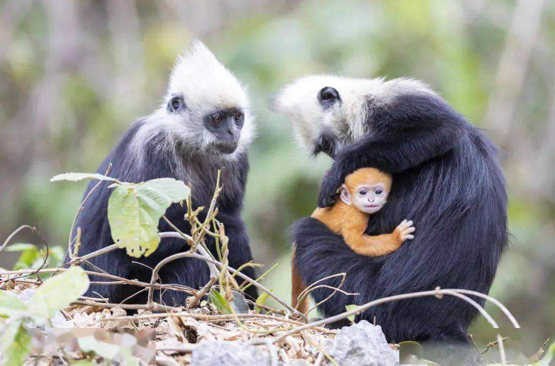 扶绥人 一份来自白头叶猴的邀请,请查收_自然_保护_生态