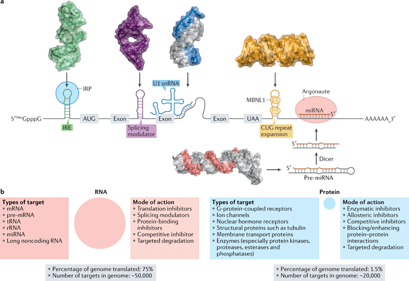 Linear Rna Nature Review | 靶向RNA小分子的研发策略、优化、十年展望_结构_化合物_方法