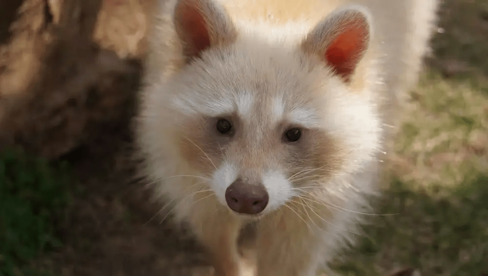 白色小浣熊伸手求投喂,又奶又萌引围观!_粘土_活动_因为