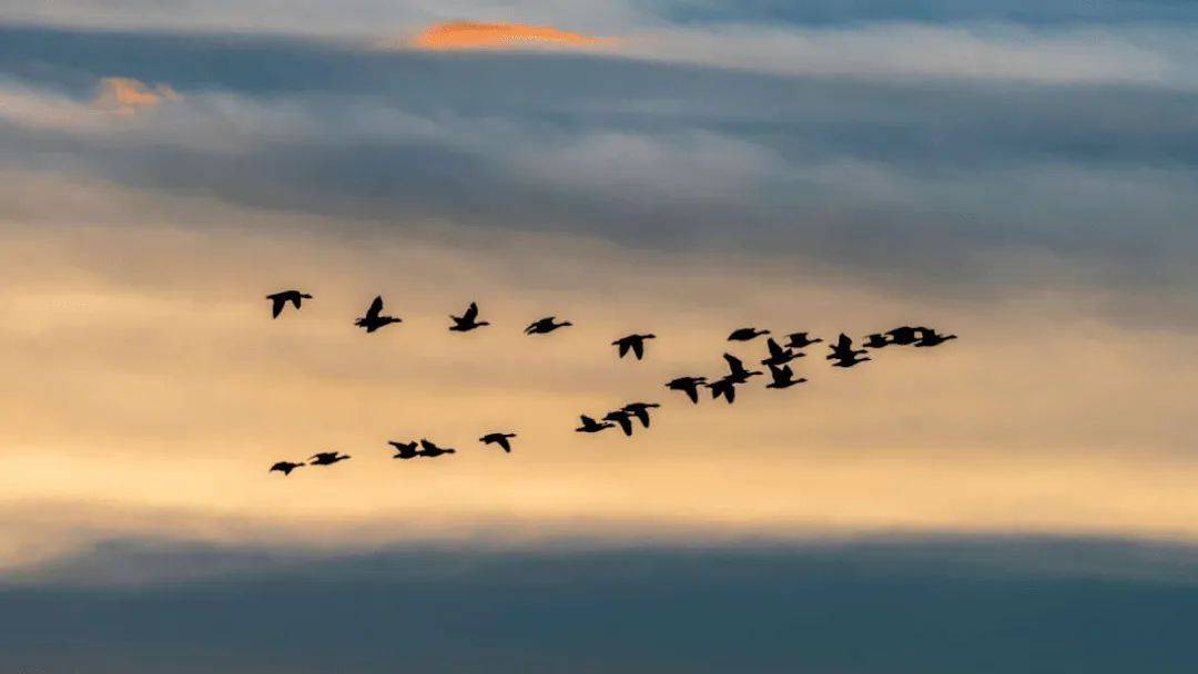 【诗词鉴赏】一夜相思闻雁声,在诗词里闻听雁声,秋风袅袅,雁声阵阵!