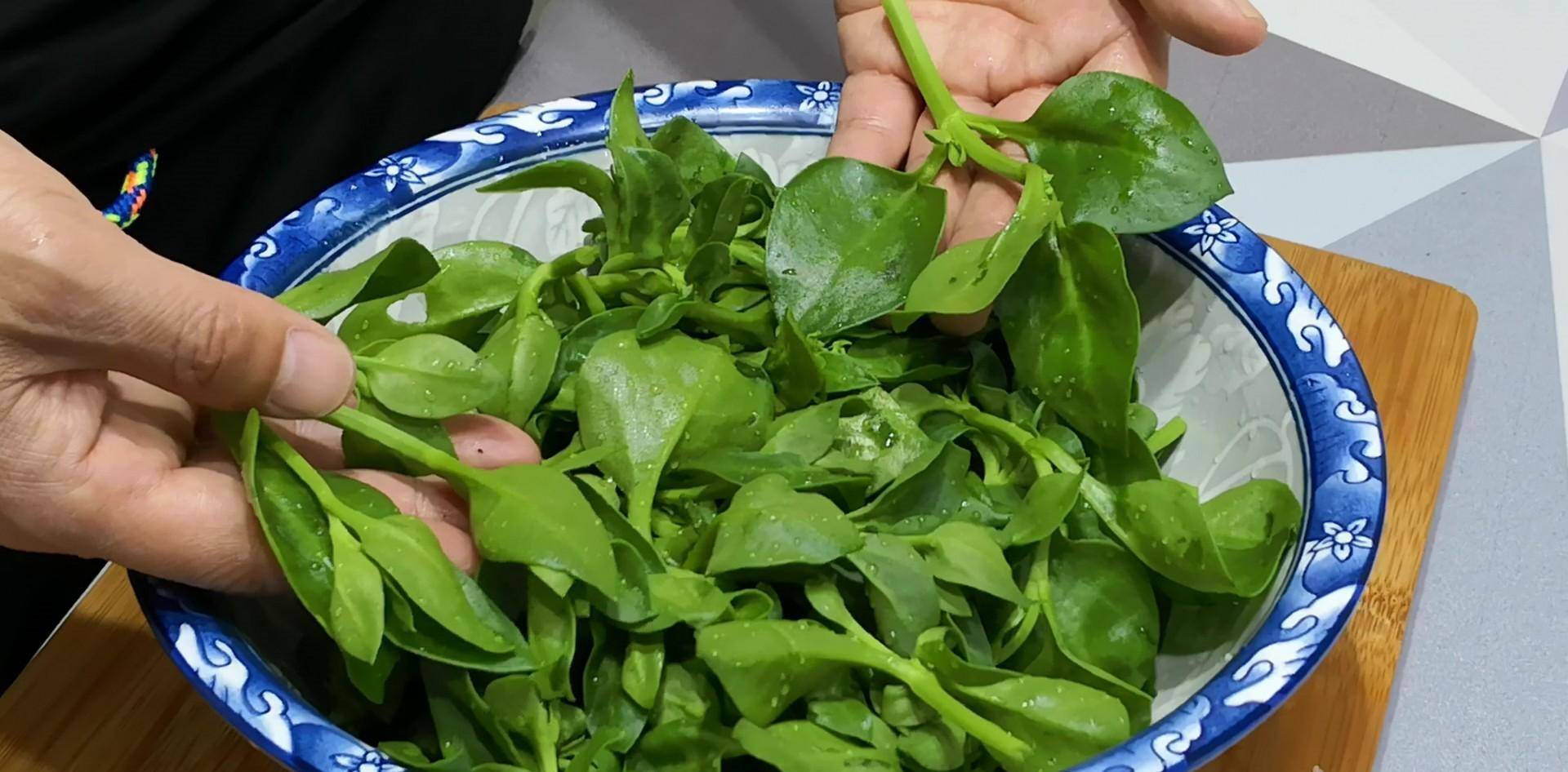 春天,这菜抓紧吃,3元一斤吃得起,营养极高,别不懂吃_田七_沙拉_美食