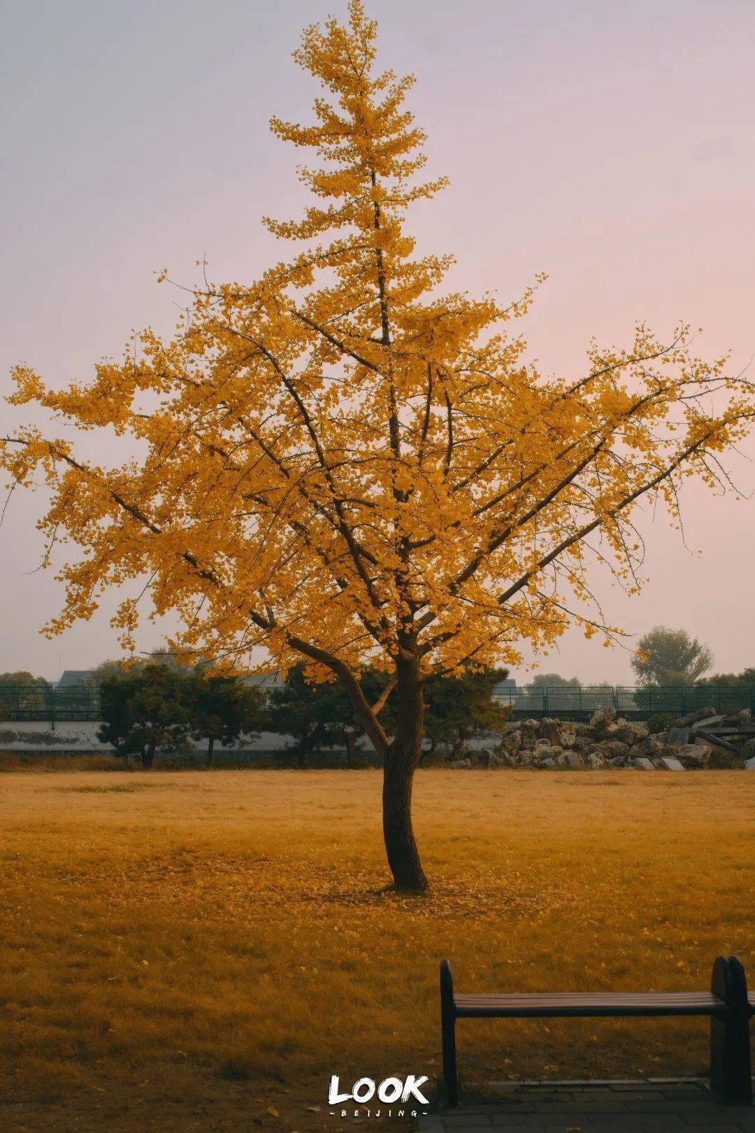 2022圆明园赏秋攻略 · 落叶倒计时 | 北京look_香榭_树叶_part