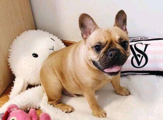 狗狗成长有四个阶段 每个阶段应该如何喂养 千万别养错了 补充 营养 蛋白质