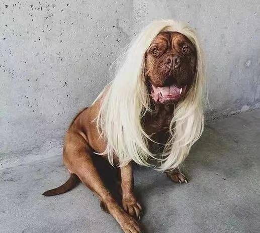 古书中记载的 犬不八年 鸡无六载 是何意 有一定的道理 古人 动物 鬼神