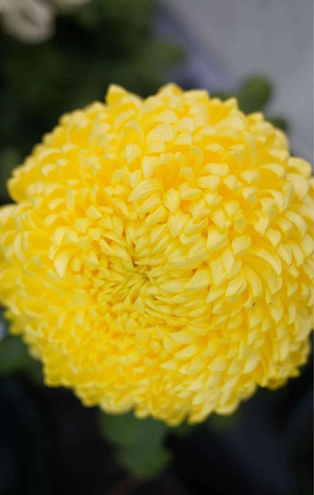 延续到11月20日_菊花_花卉_小品