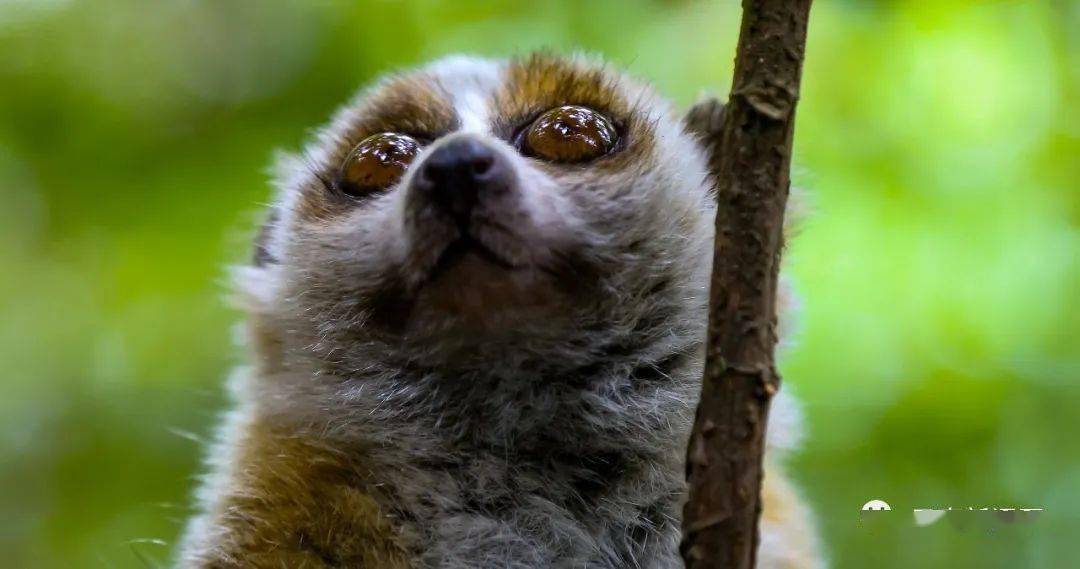 【行摄云南】"大眼萌猴"回归大围山_蜂猴_救护_自然保护区