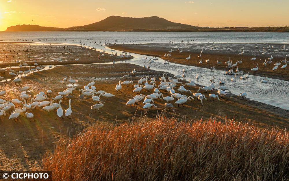 山东荣成:湿地天鹅舞_成山镇_天鹅湖_李信