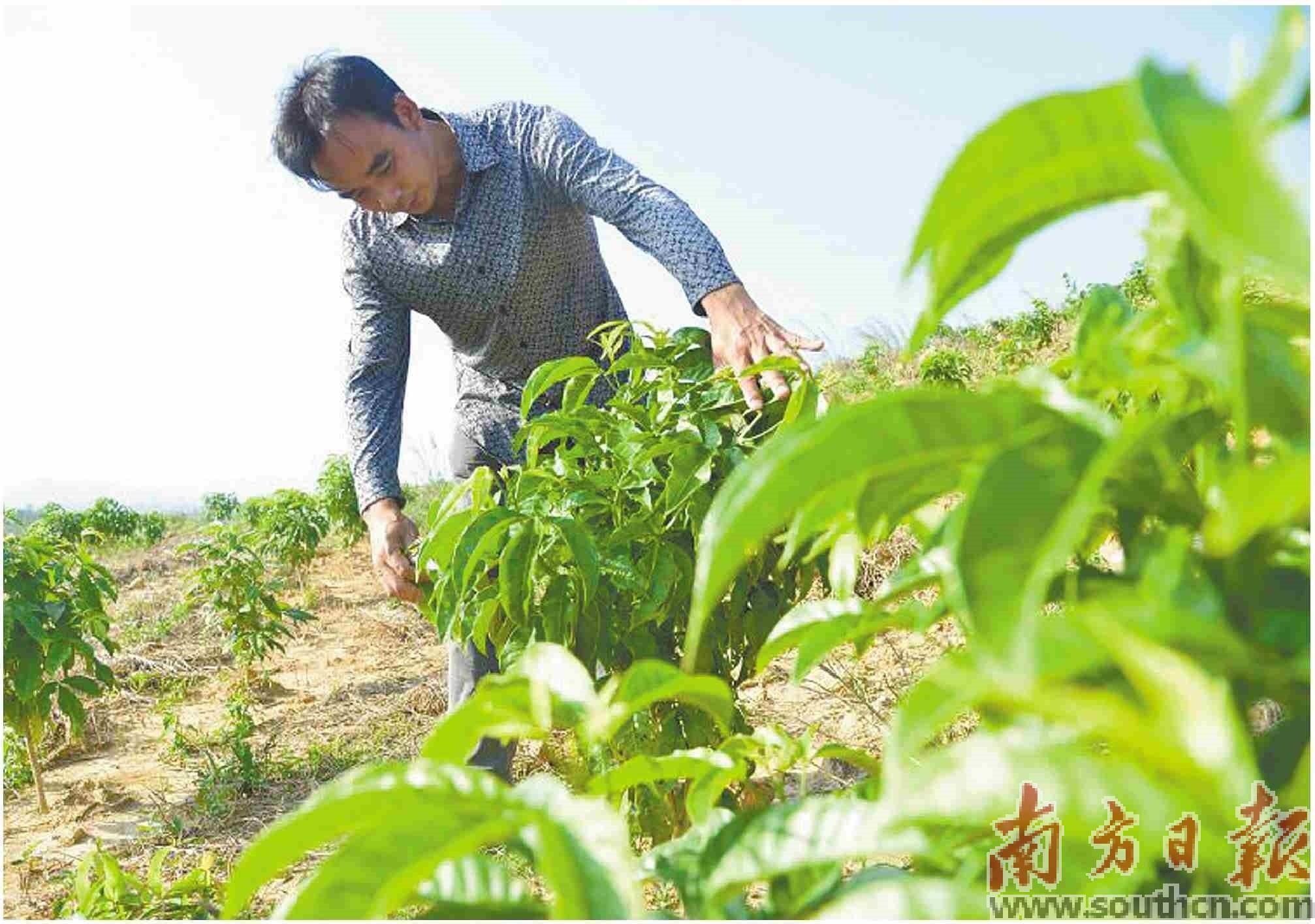 耕耘十余载 沃野南药香_种植_世亮_药材
