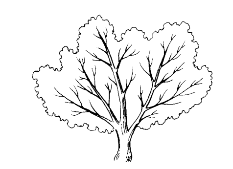 柑橘的主要树形:自然开心形!柑桔种植技术大全_树冠_主枝_来源