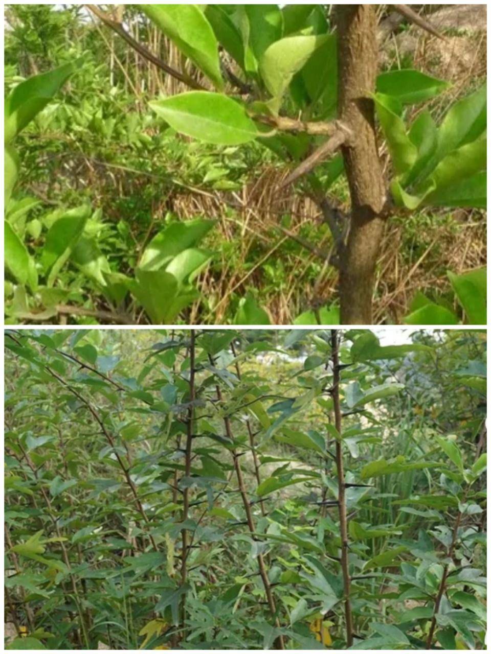 阜南偏僻的村落却发现一颗"国家一级保护植物"刺柘树 恒懿发布_传说