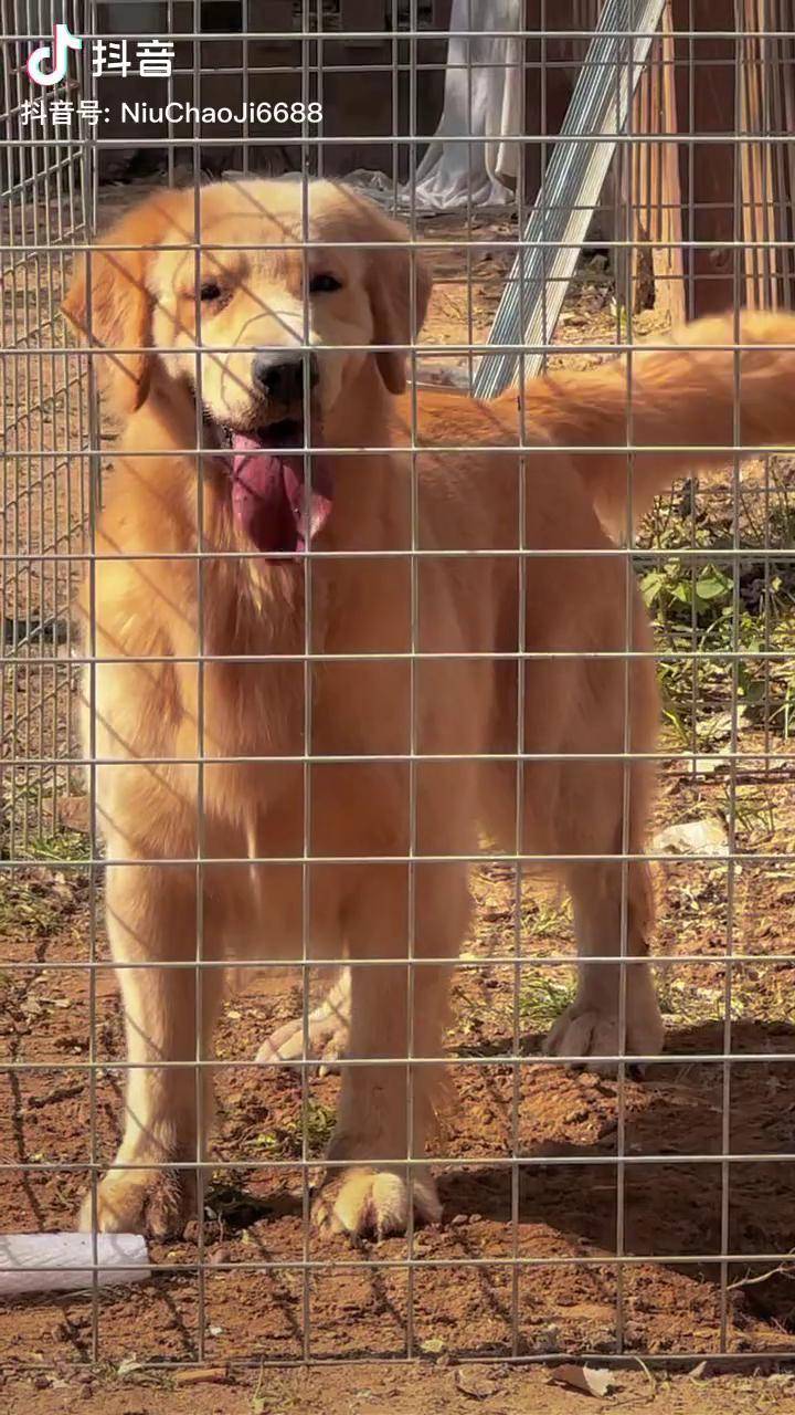 k即将搭配犬舍优秀种公蒂亚戈优秀儿子金戈 期待这窝精品的双血统金毛
