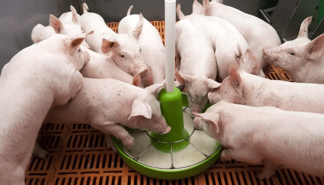 更换猪饲料对猪的影响大吗?