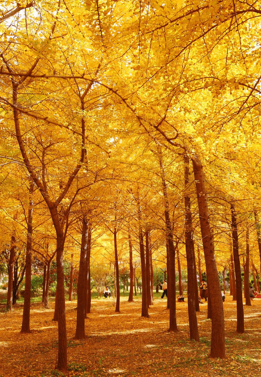 「好客山东·」齐鲁大地,满目金黄_银杏_郯城县_崂山
