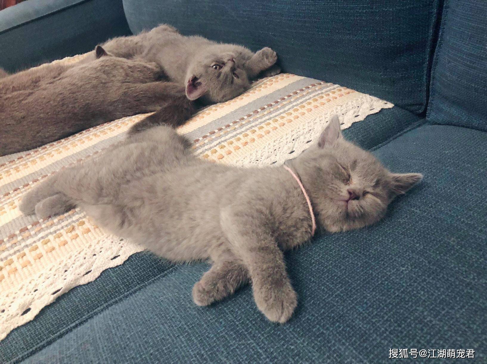 养"公英短"好还是"母英短"好?看完这4条你就知道了_母猫_猫咪_时候