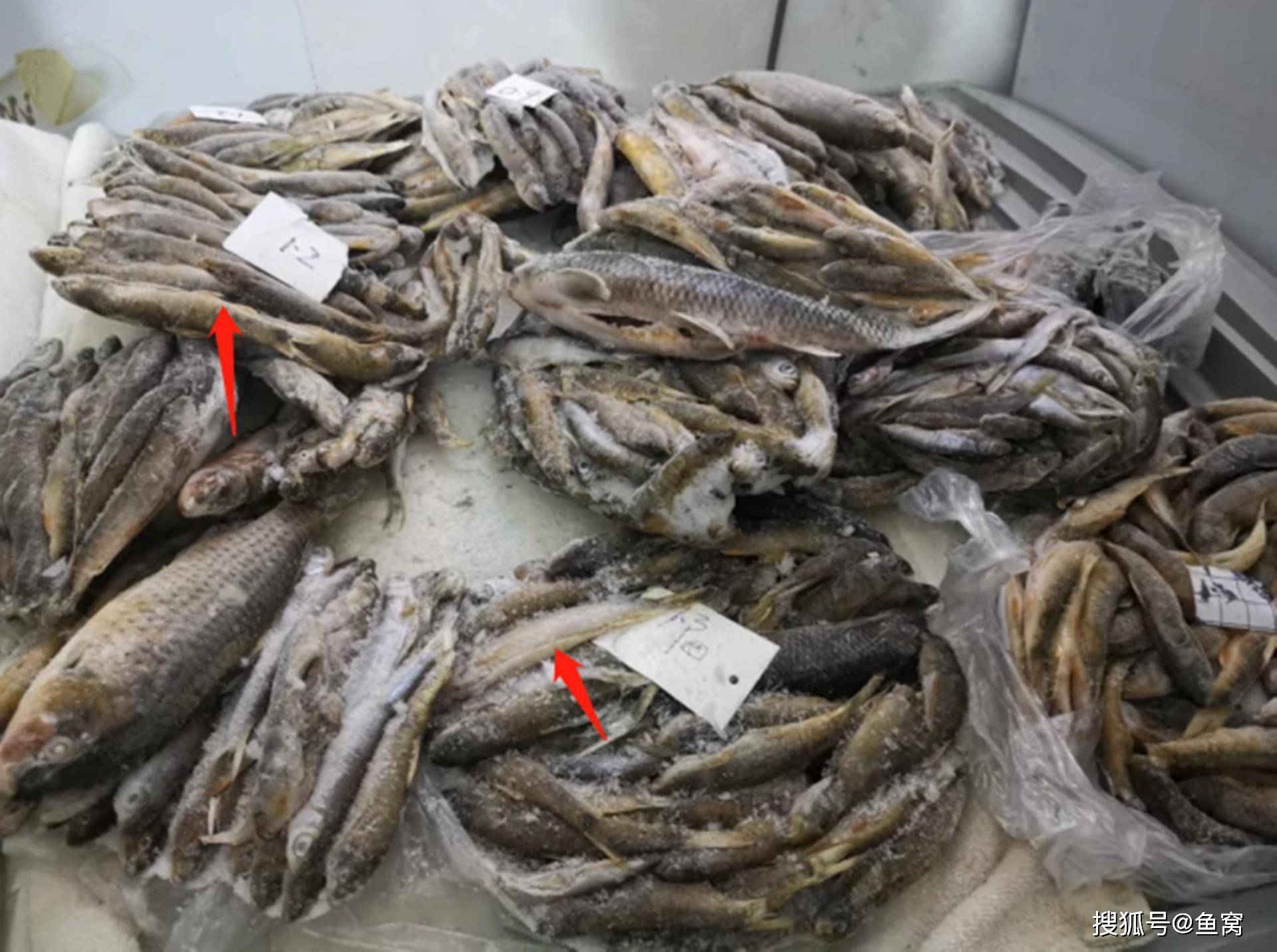 广西名鱼芝麻剑鱼曾是广西家常菜,如今150块一斤,还一鱼难求_因为_鱼