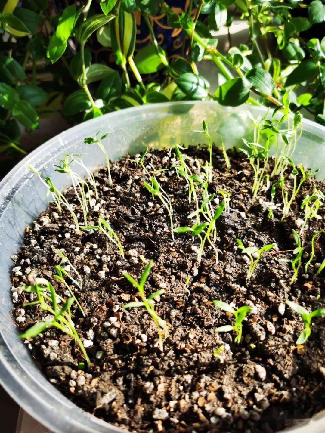 11.5】31天_购物_时间_香菜