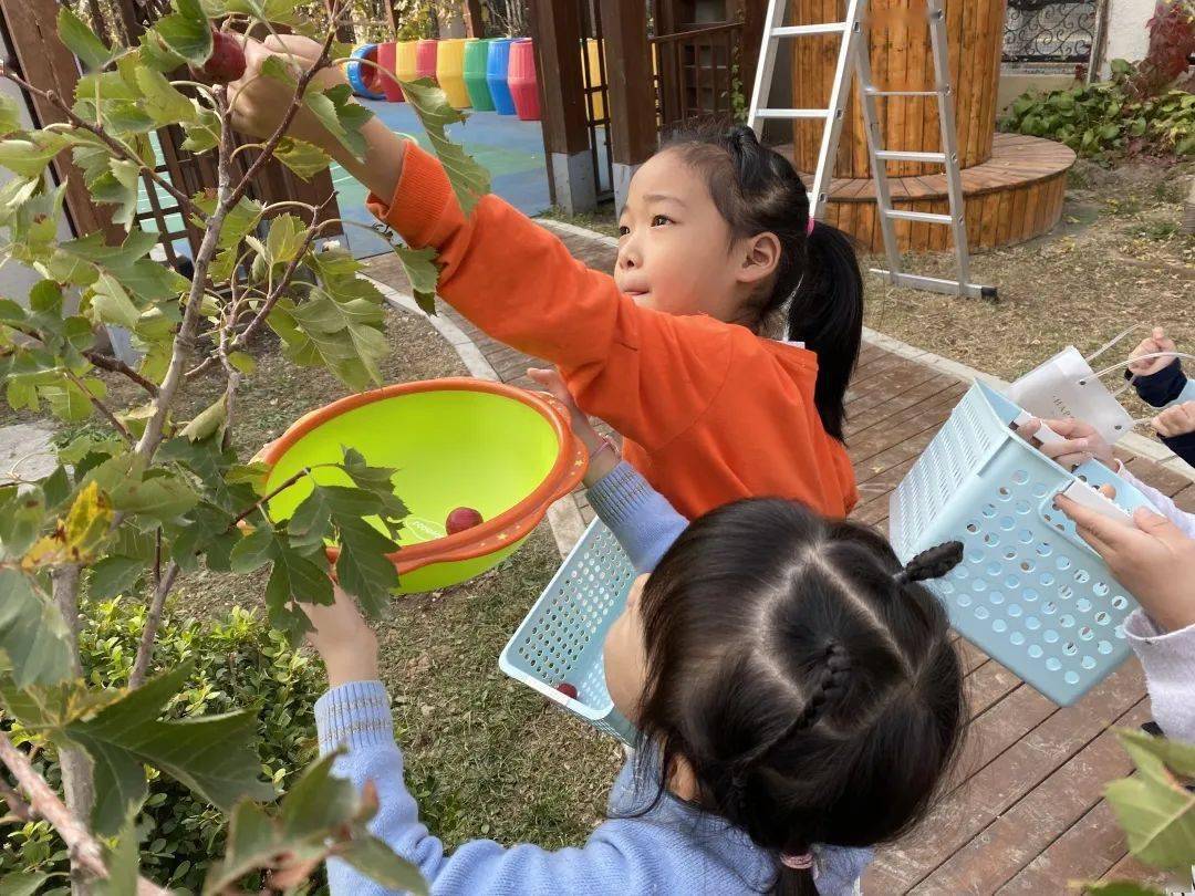 通州区幼儿园 | “山楂红了”---通州区幼儿园生活化劳动课程