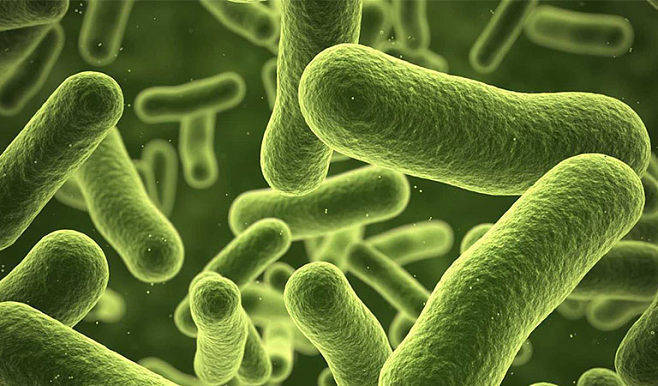 益可维副干酪乳杆菌k9与进口菌株相比更具优势_肠道_免疫_功能