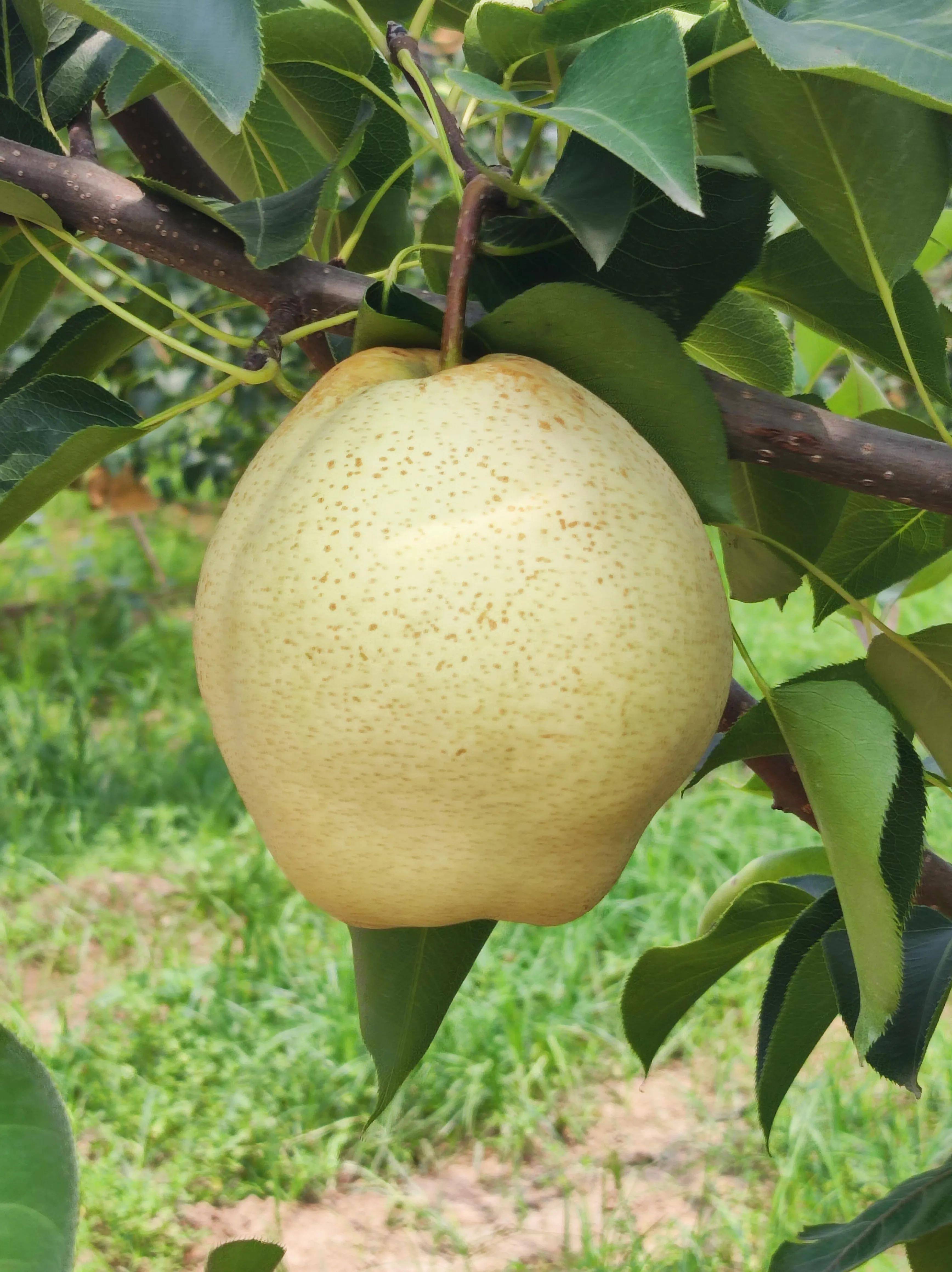 山农酥梨苗选用,选用品种纯正,发育丰富,根系完整的2年生优质大苗