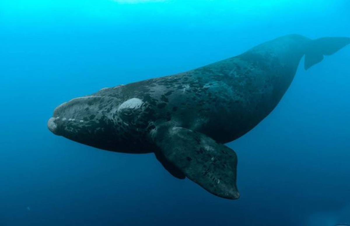 像体型最小的小露脊鲸体长也能达到7米,重约4吨,而体型最大的蓝鲸可长