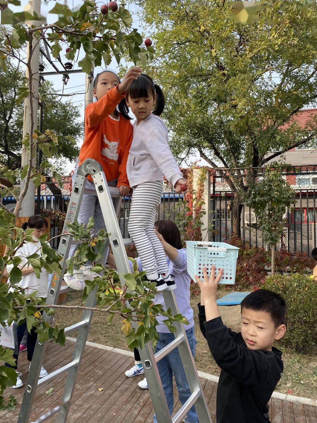 通州区幼儿园 | “山楂红了”---通州区幼儿园生活化劳动课程