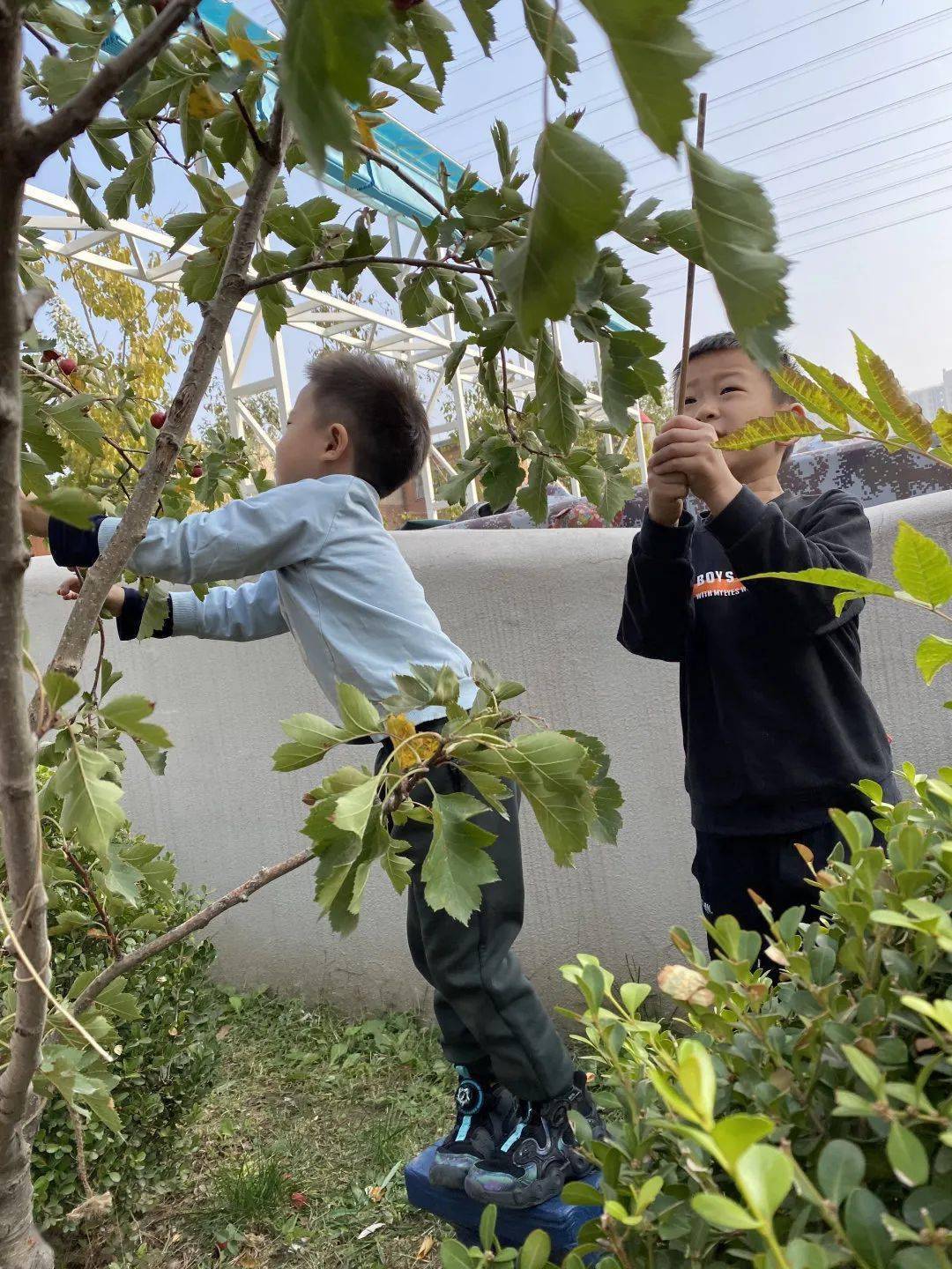 通州区幼儿园 | “山楂红了”---通州区幼儿园生活化劳动课程