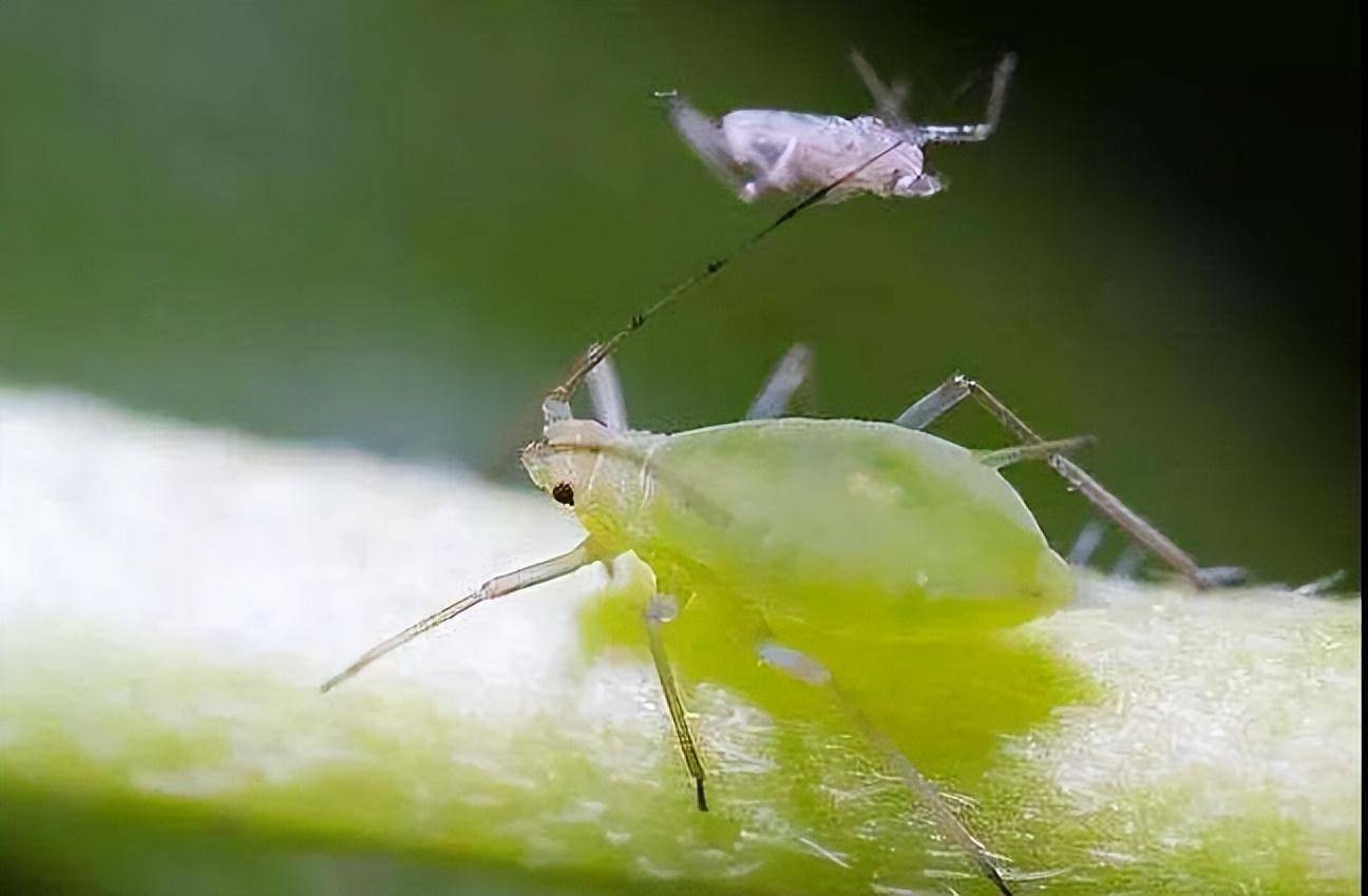 小麦苗期蚜虫多及时防治