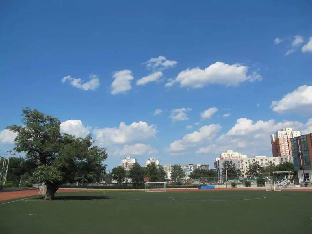 古木芳华,谱写"美好教育"——记首师大附属苹果园中学古树"国槐"_学子