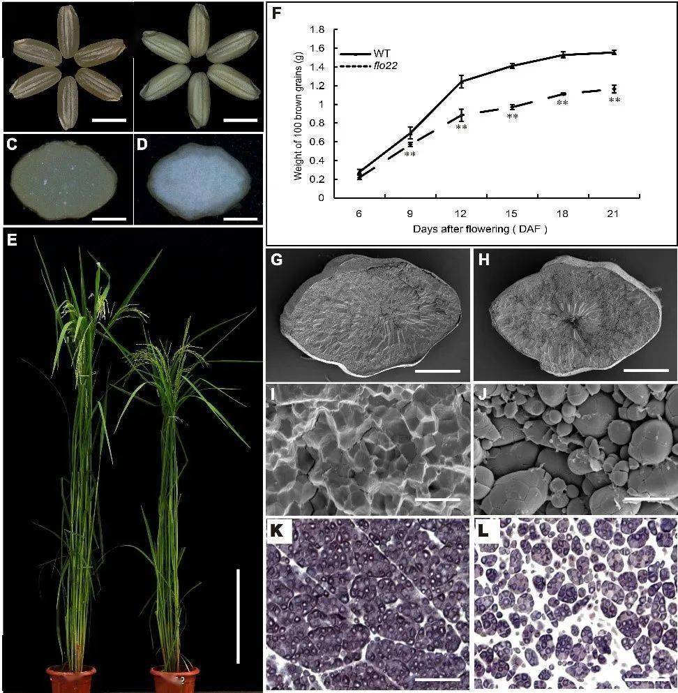 万建民院士团队鉴定水稻胚乳发育重要调控因子flo22