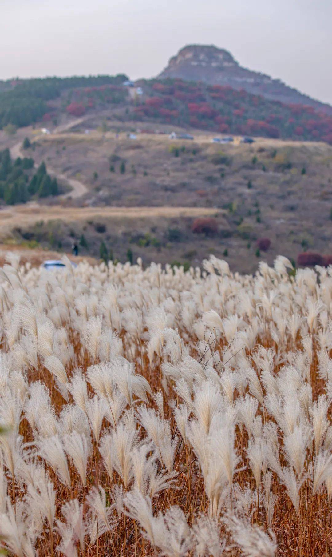 摄影_芦荻花_李锋