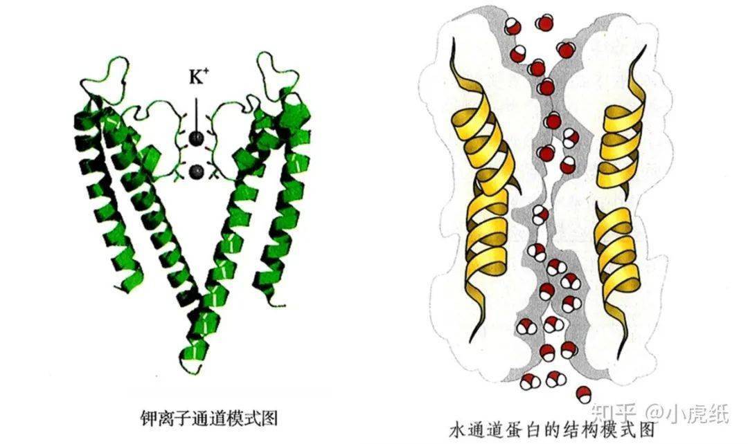 高中生物中常出现的通道蛋白包括水通道蛋白和离子通道蛋白两大类