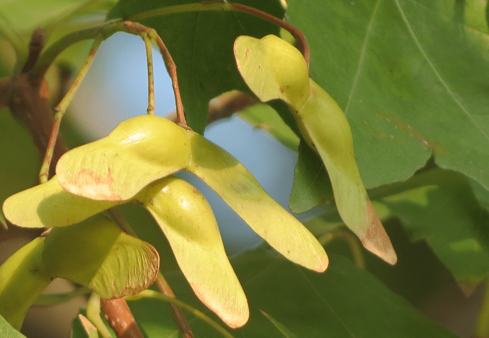 研究发现:元宝枫籽油作为化妆品原料的4大优点_皮肤_神经_维生素