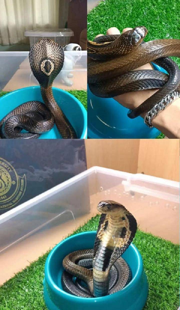 养眼镜蛇当宠物,因为它"像鳗鱼一样温柔",他付出了沉重的代价_动物