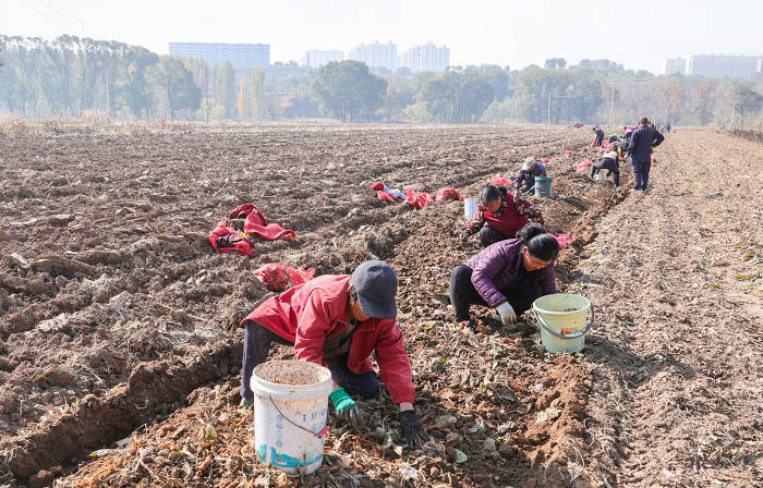 金秋时节,长治市屯留区西莲村生地黄种植基地,机械在田间作业,将深埋