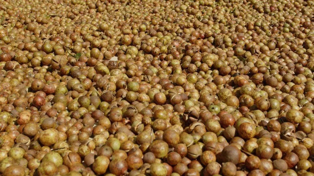 【乡村振兴】钟山:茶籽树下金"油"果 拓宽致富"新"渠道_油茶_红花镇